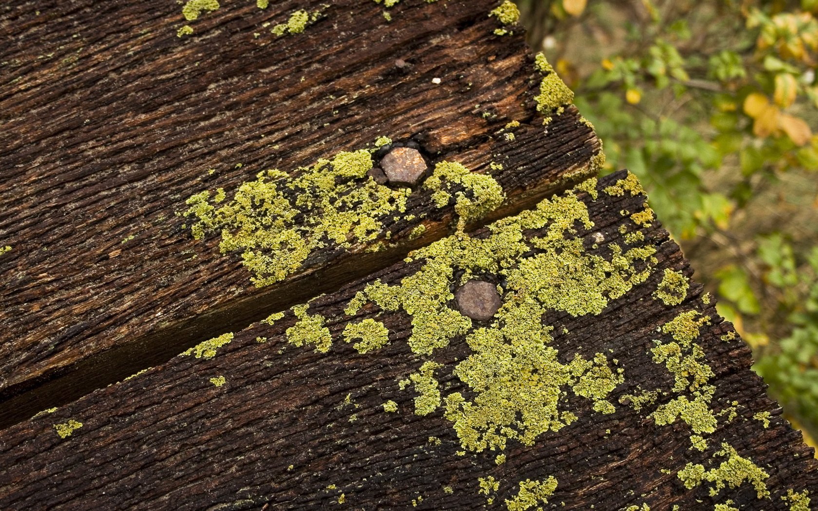 Download Lichen Nature Moss Wallpaper