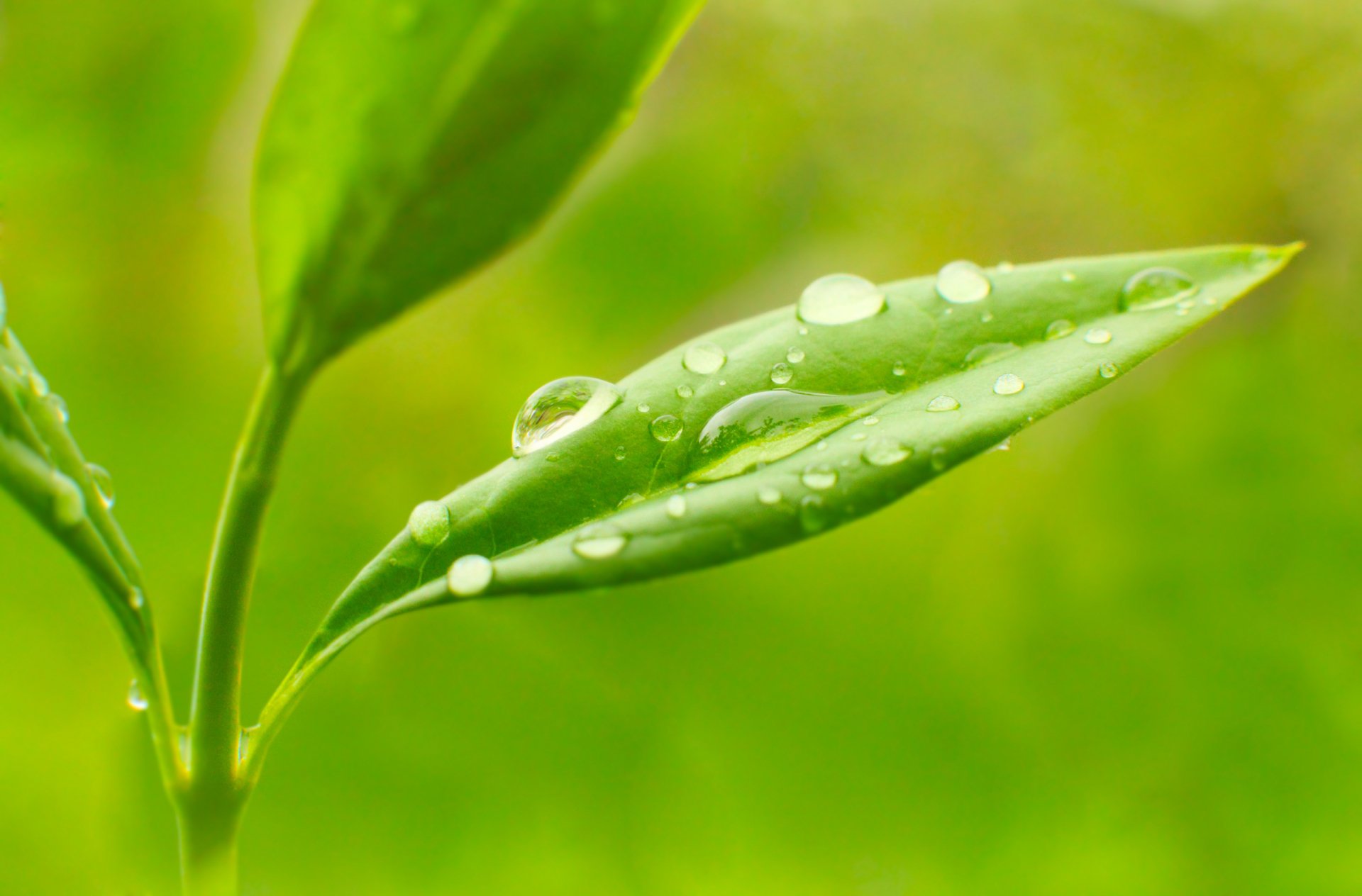 Download Macro Green Leaf Nature Water Drop Hd Wallpaper