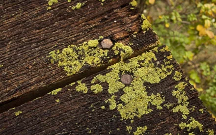 lichen nature moss HD Desktop Wallpaper | Background Image