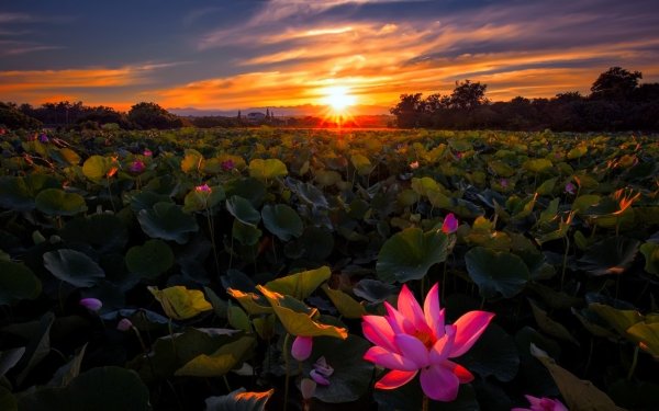 Earth Lotus Flowers Flower Leaf Green Pink Flower Sunrise HD Wallpaper | Background Image