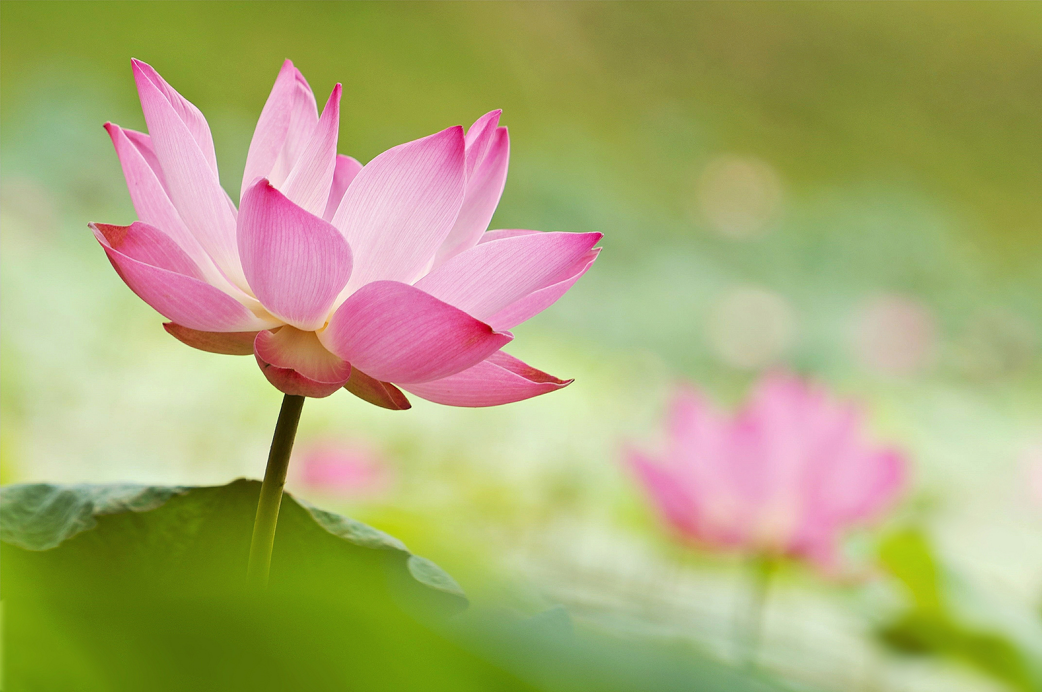 Hoa sen xinh đẹp sẽ mang lại cho bạn cảm giác tĩnh lặng, thanh thản. Những bức ảnh Lotus được chụp tình cờ hoặc điểm danh cho chúng đều tuyệt đẹp và đầy nghệ thuật, đặc biệt là ánh sáng, màu sắc, góc chụp. Hãy chiêm ngưỡng và cảm nhận sự tuyệt vời của hoa sen! 