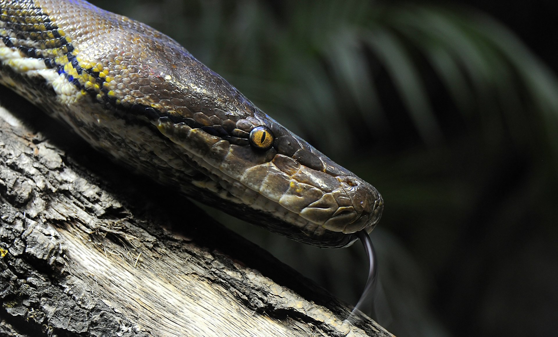 Download Close-up Reptile Animal Snake 4k Ultra HD Wallpaper