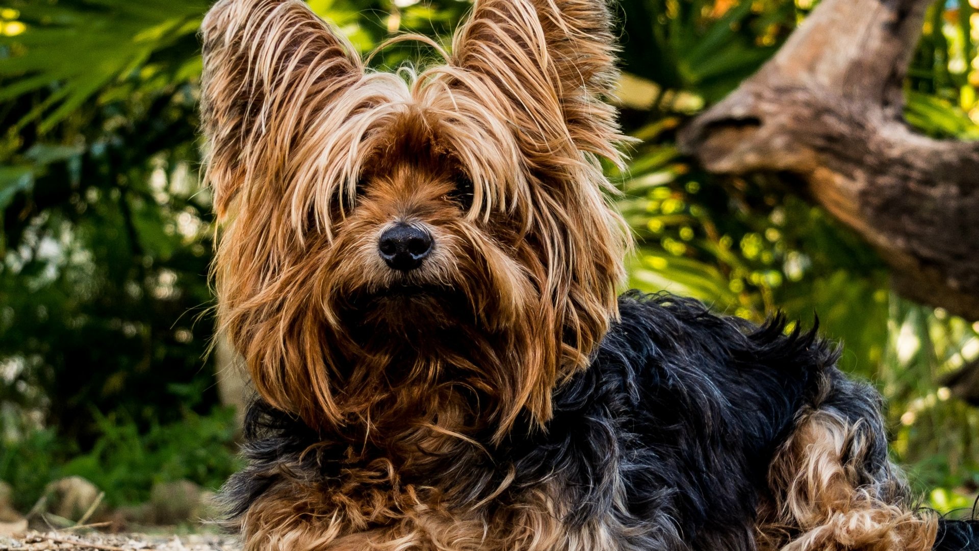 Close-up of a Yorkshire Terrier dog with lush fur, captured in a vibrant outdoor setting, featured as a 4K Ultra HD PC desktop wallpaper and background.