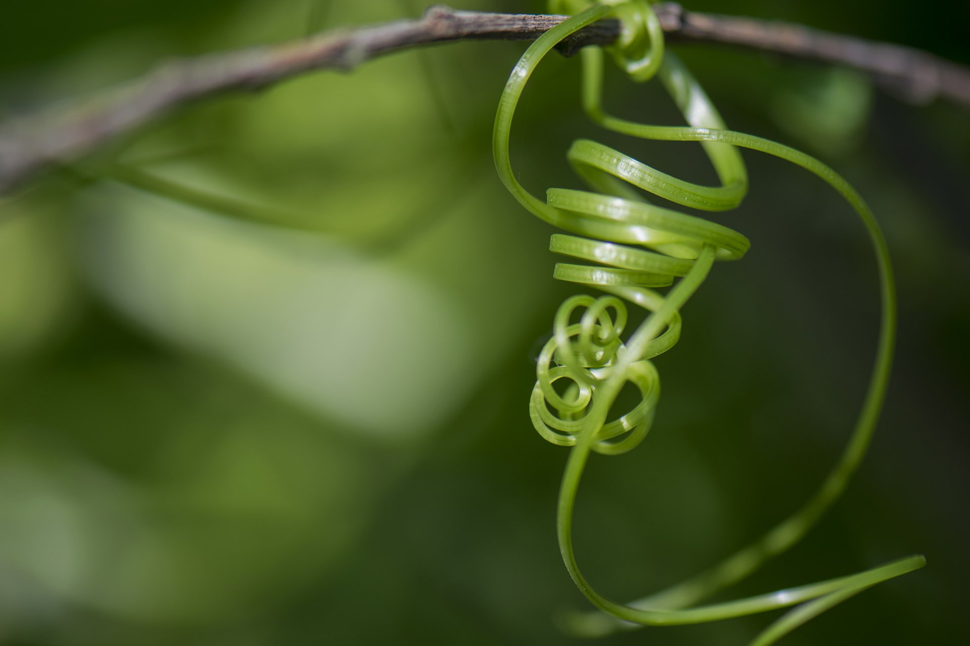 Download Branch Vine Green Photography Nature HD Wallpaper by skykatay