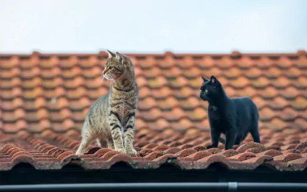 roof Animal cat HD Desktop Wallpaper | Background Image