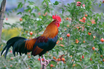 Colorful rooster perched on a branch among green foliage and orange pomegranate fruits — 5K Ultra HD PC desktop wallpaper/background.