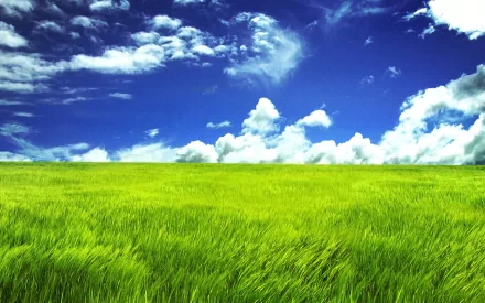 A vibrant grassland under a clear blue sky, featuring lush green grass and fluffy white clouds, creating a serene nature backdrop for HD desktop use.