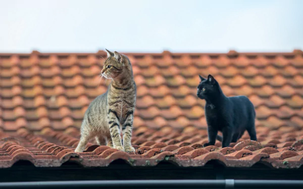 roof Animal cat HD Desktop Wallpaper | Background Image