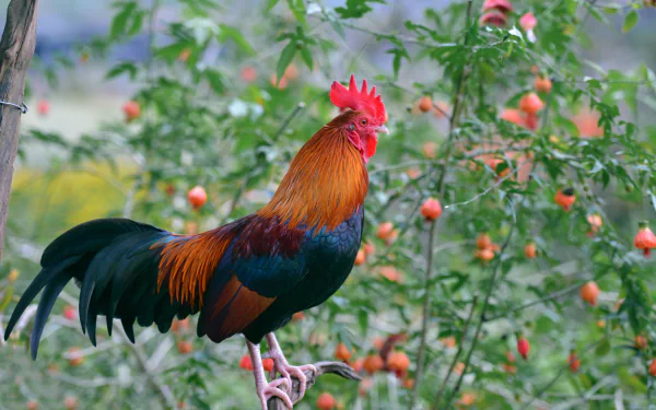 Animal rooster HD Desktop Wallpaper | Background Image
