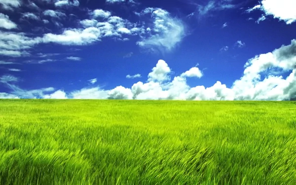 A vibrant grassland under a clear blue sky, featuring lush green grass and fluffy white clouds, creating a serene nature backdrop for HD desktop use.