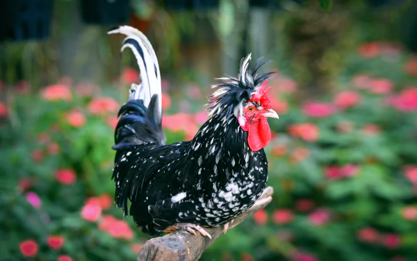Animal chicken HD Desktop Wallpaper | Background Image