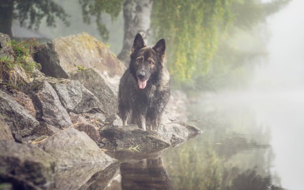 Animal German Shepherd Dogs Dog Fog Water HD Wallpaper | Background Image