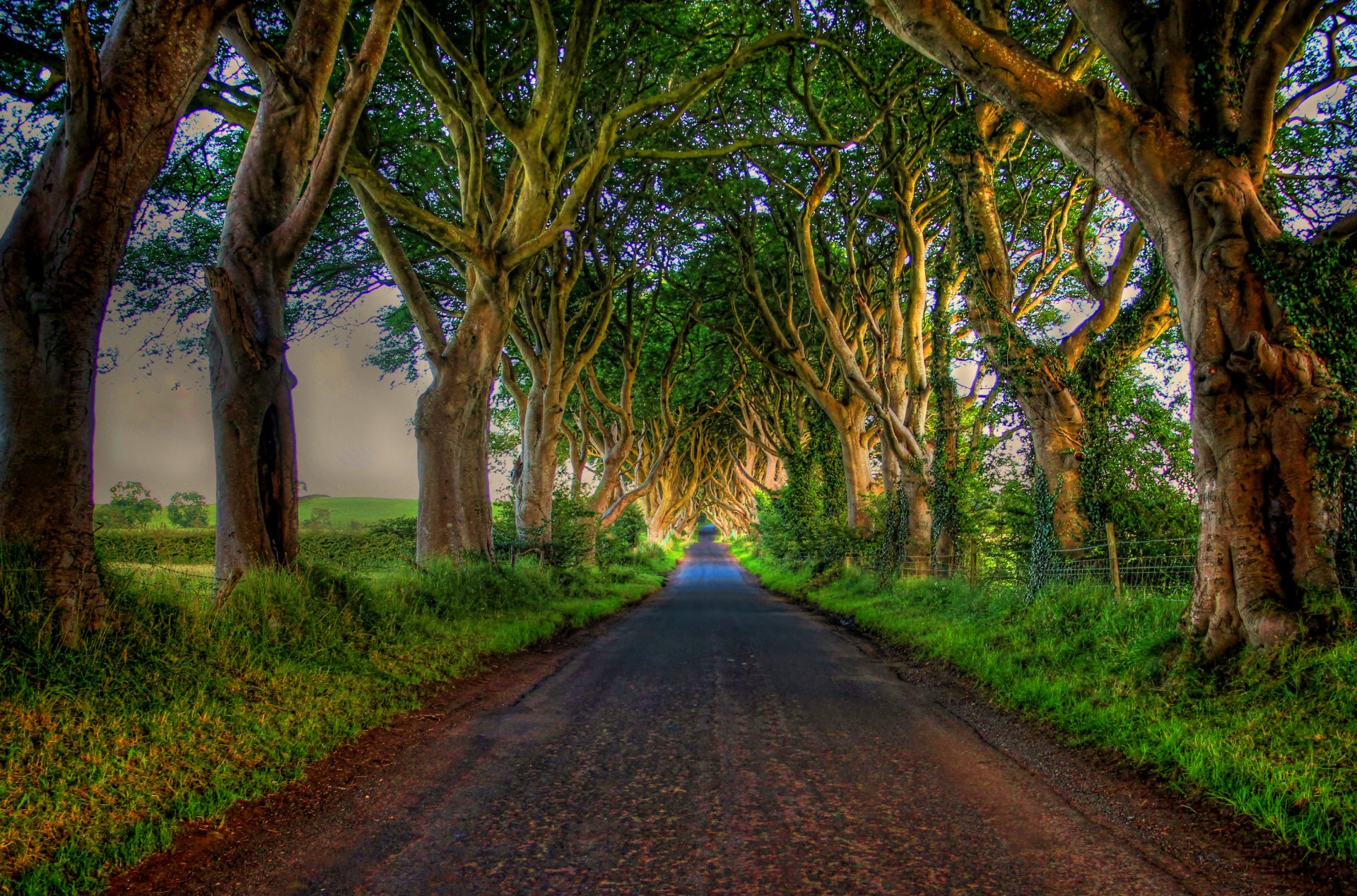 Road Lined with Trees