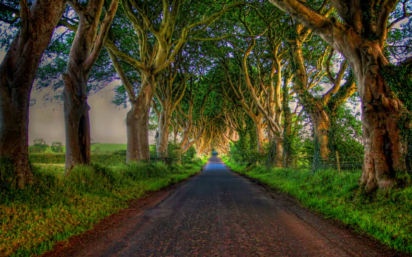  Road Lined with Trees