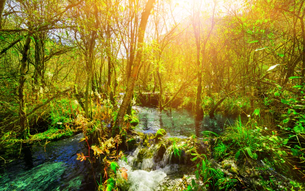 sunny nature stream HD Desktop Wallpaper | Background Image