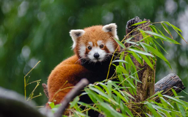 Animal red panda HD Desktop Wallpaper | Background Image
