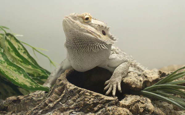  Albino bearded dragon (Pogona)