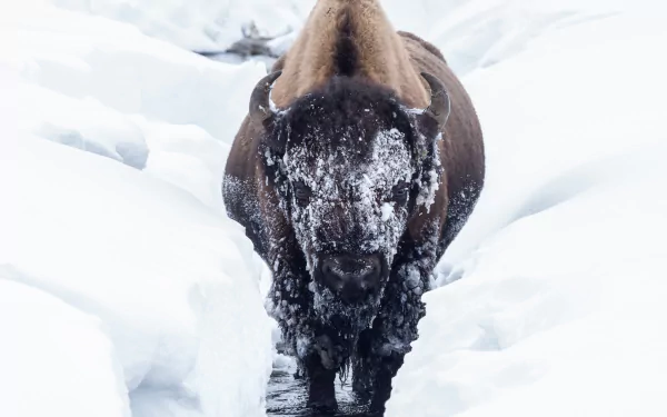 American bison stares directly ahead while standing in deep winter snow, captured in HD for a striking PC desktop wallpaper background.