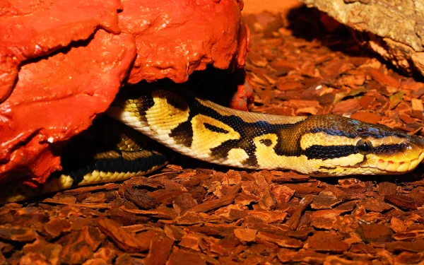 snake Ball Python Animal python HD Desktop Wallpaper | Background Image