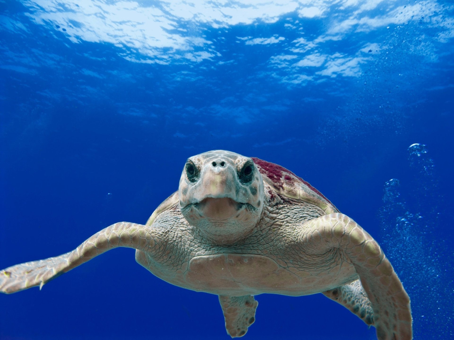 Download Underwater Sea Life Animal Turtle HD Wallpaper