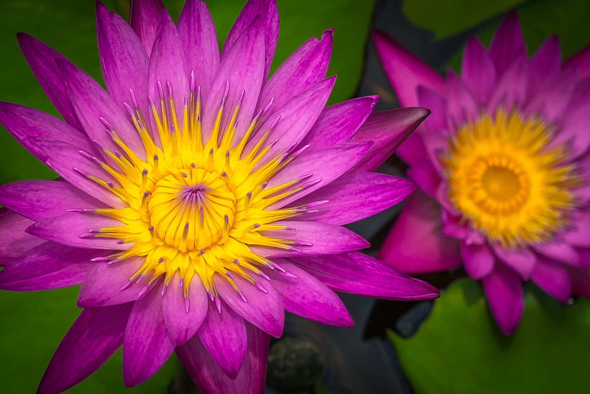 Download Purple Flower Flower Nature Water Lily 4k Ultra HD Wallpaper