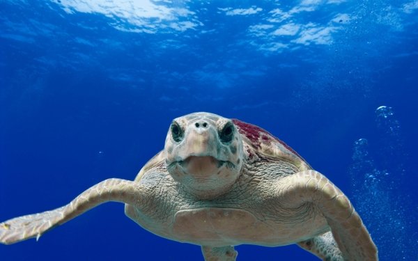 Animal Turtle Turtles Sea Life Underwater HD Wallpaper | Background Image