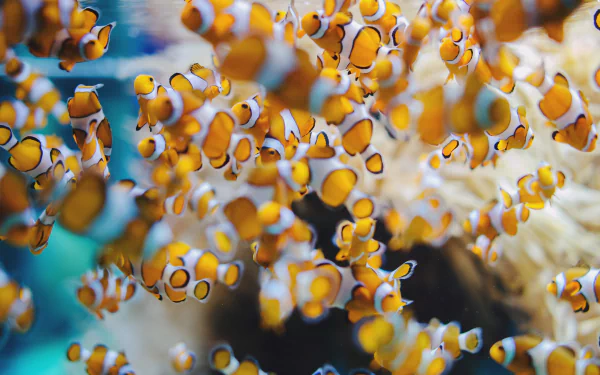 sea life fish Animal clownfish HD Desktop Wallpaper | Background Image