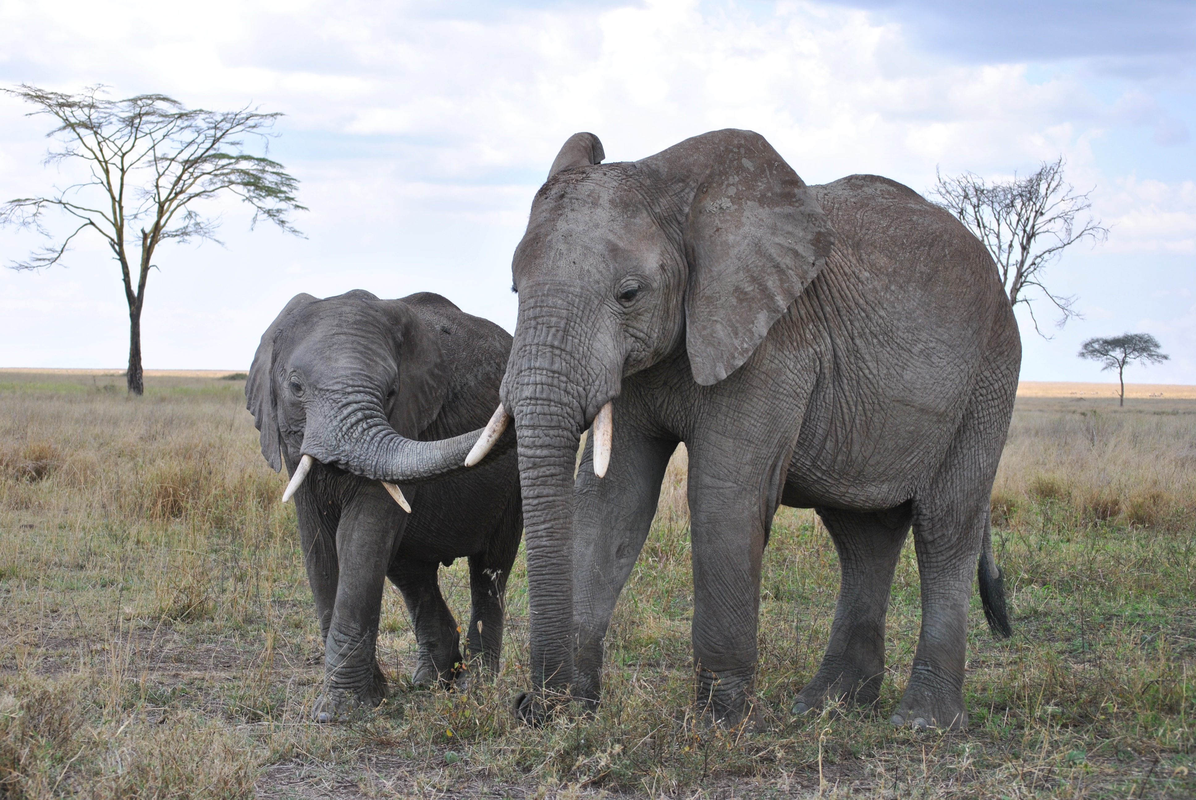 Elephants in the Serengeti National Park, Tanzania by Nici Keil