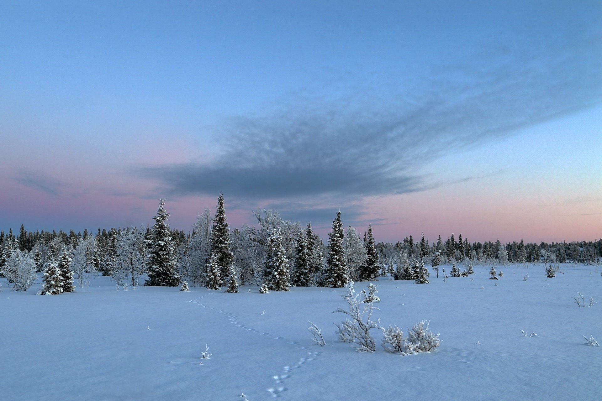 Download Forest Sky Nature Snow Tracks Winter HD Wallpaper