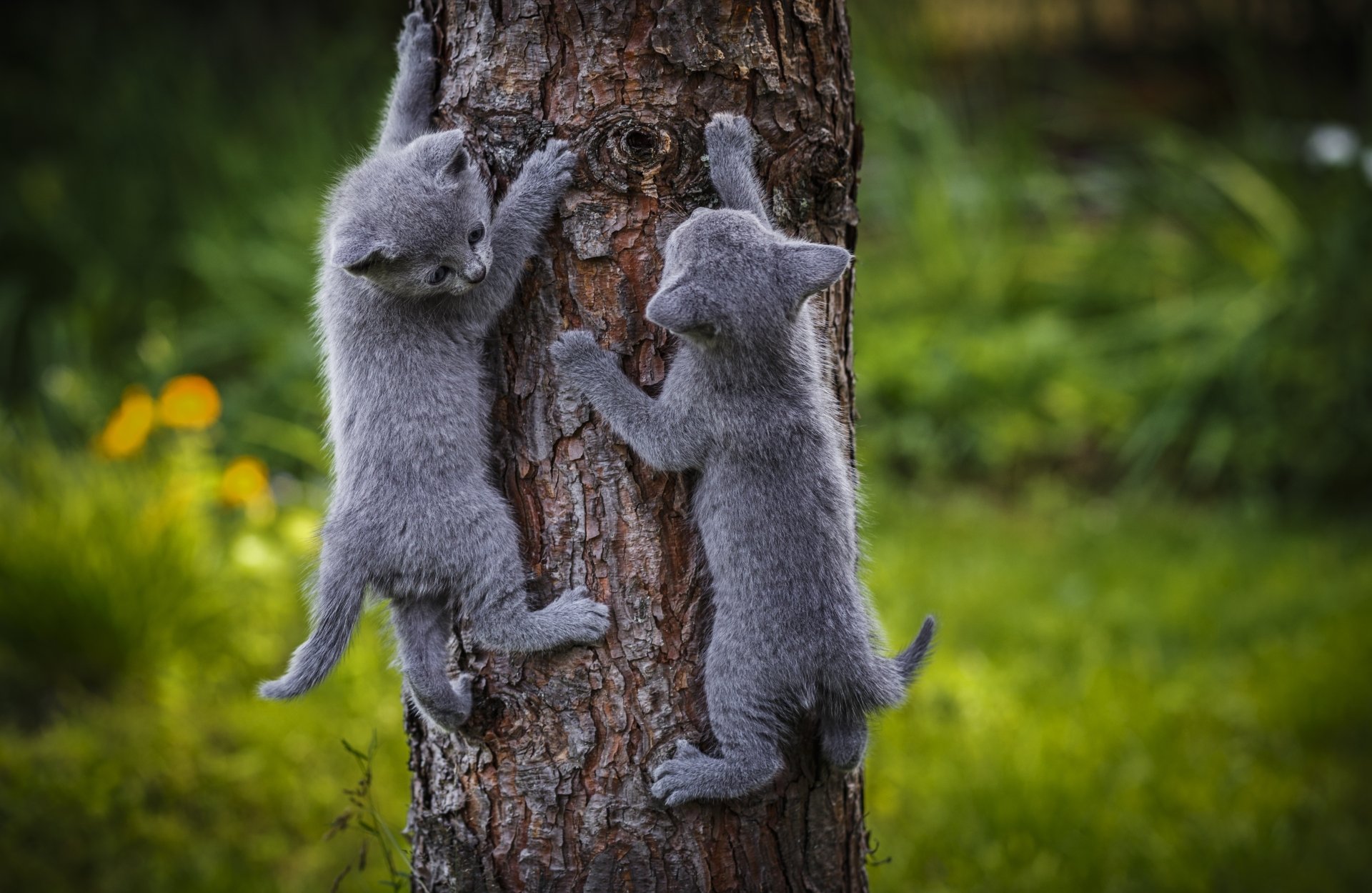 Cats climb the trees go carefully
