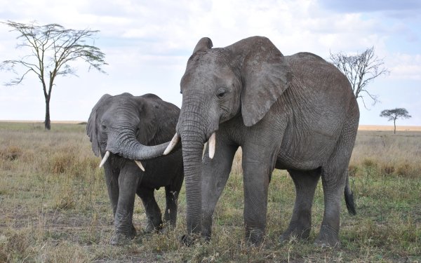 Animal African bush elephant Elephants Baby Animal National Park Tanzania Mammal Africa HD Wallpaper | Background Image