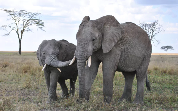 Two African bush elephants, including a baby, stand in a Tanzanian national park savanna under a partly cloudy sky in this 4K Ultra HD desktop wallpaper.