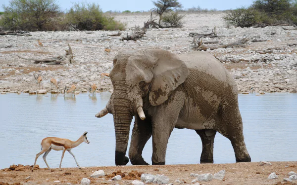 Springbok antelope and an African bush elephant at a Namibian national park waterhole, sparse bush in background — 2K Quad HD wildlife desktop wallpaper.