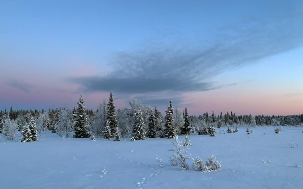 forest sky nature snow tracks winter HD Desktop Wallpaper | Background Image