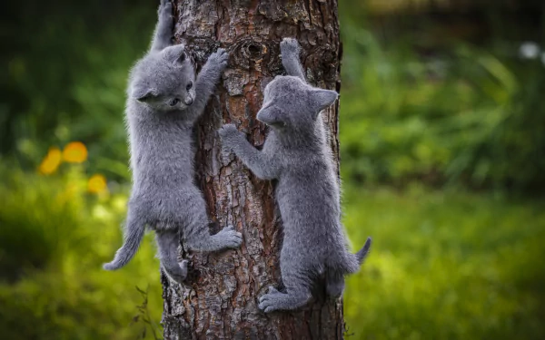  Gray Kittens Climbing a Tree