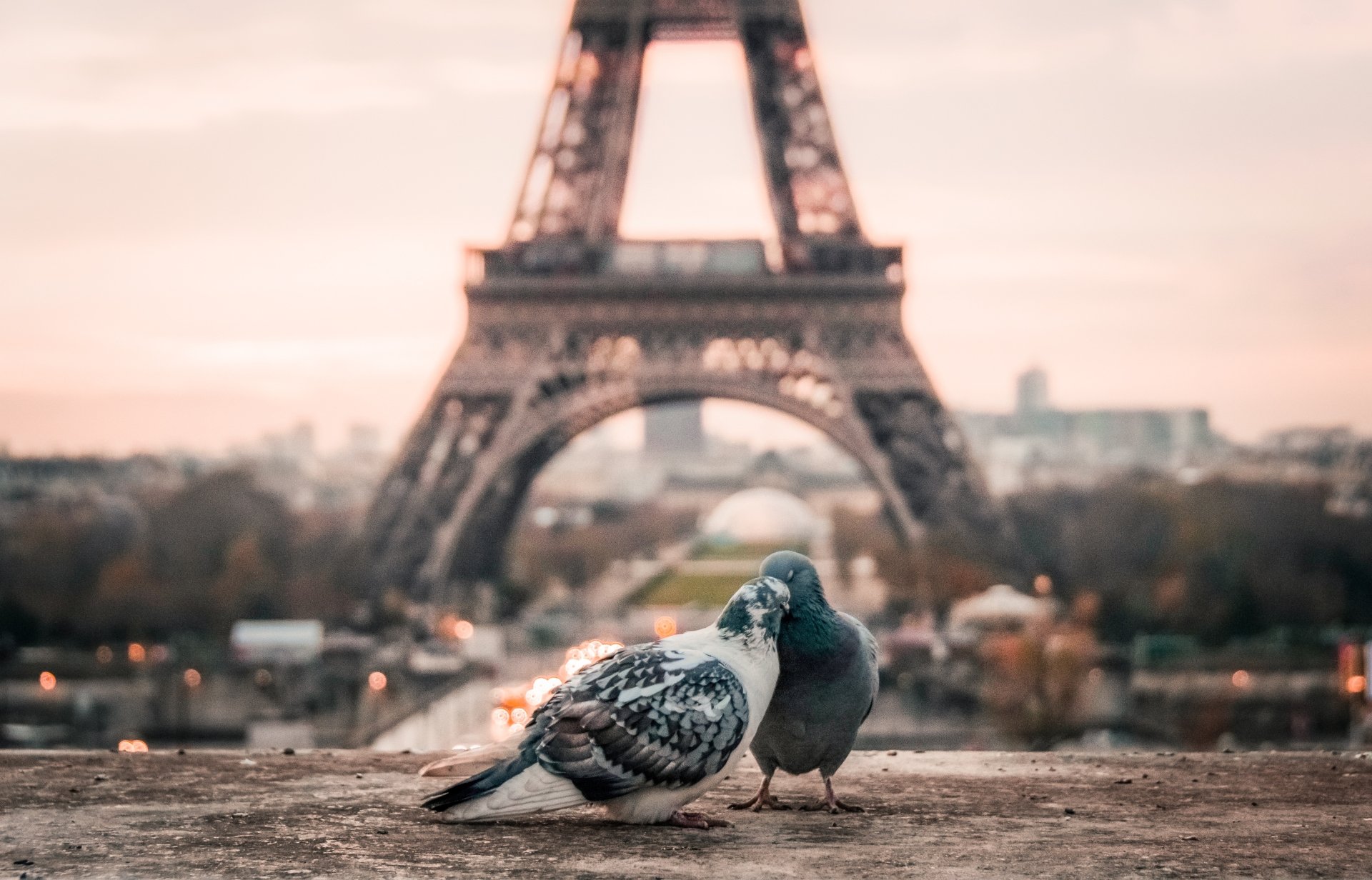 A tender moment between two pigeons with the Eiffel Tower in the background, capturing a serene Parisian scene with depth of field. HD desktop wallpaper.