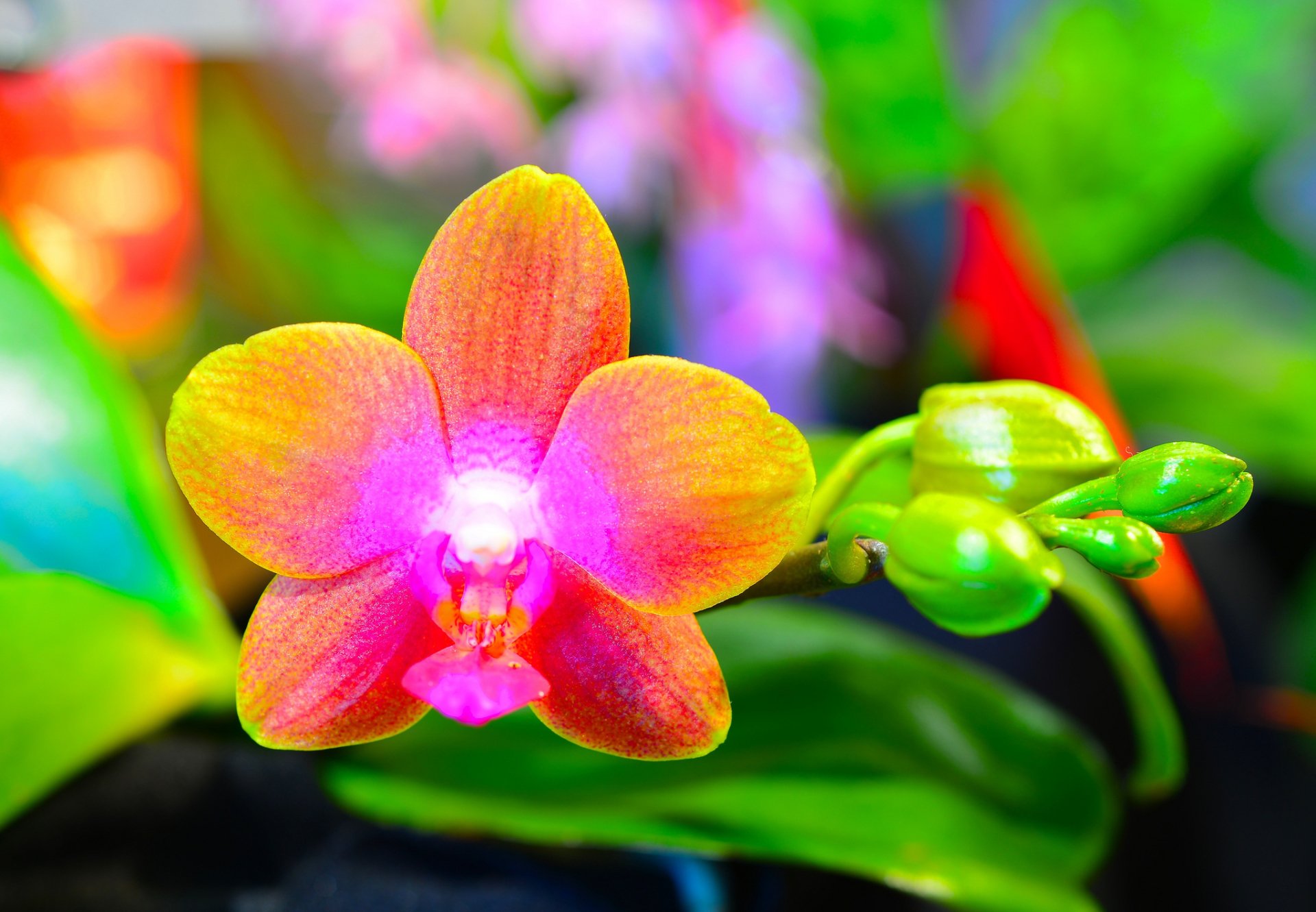 Download Macro Flower Nature Orchid HD Wallpaper