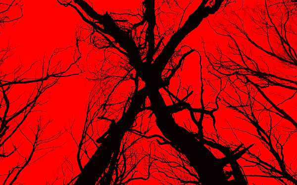 movie blair witch HD Desktop Wallpaper | Background Image
