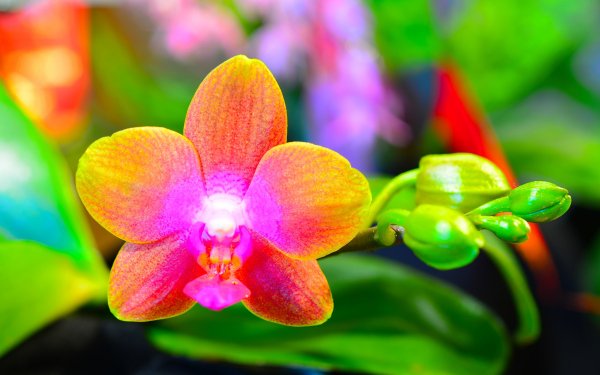Earth Orchid Flowers Flower Macro HD Wallpaper | Background Image