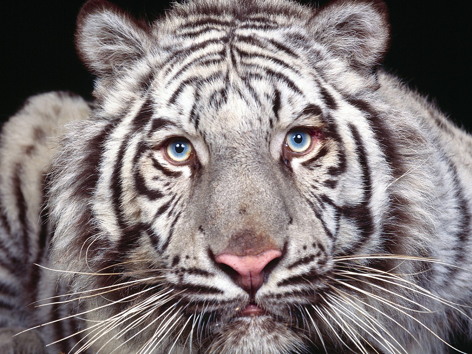 Tiger in high-definition desktop wallpaper