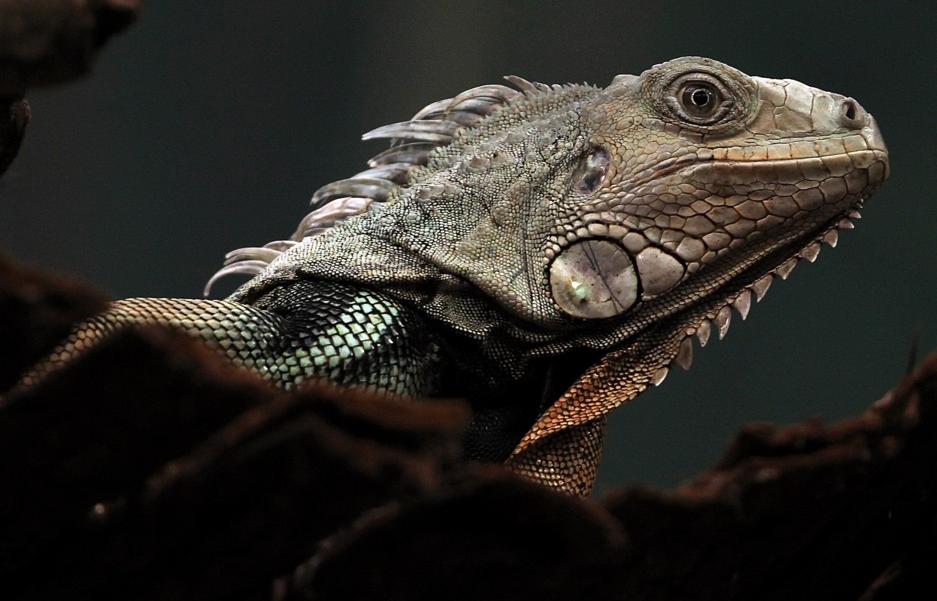 Animal Iguana HD Wallpaper