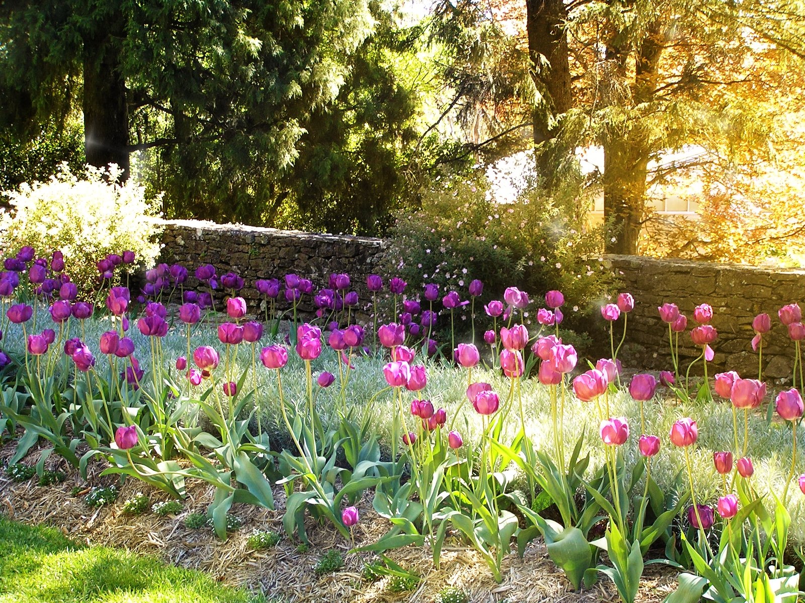 A vibrant garden scene at sunset, filled with blooming purple tulips, sparkling in the bright sun, surrounded by lush greenery and a stone wall, creating a serene nature backdrop.