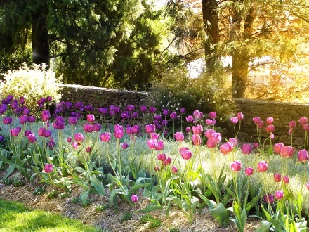 A vibrant garden scene at sunset, filled with blooming purple tulips, sparkling in the bright sun, surrounded by lush greenery and a stone wall, creating a serene nature backdrop.