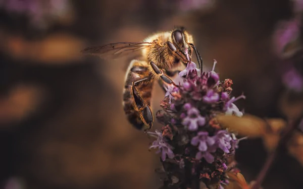 Close-up macro of a bee collecting nectar from a purple flower, captured in stunning HD detail for a PC desktop wallpaper and background.