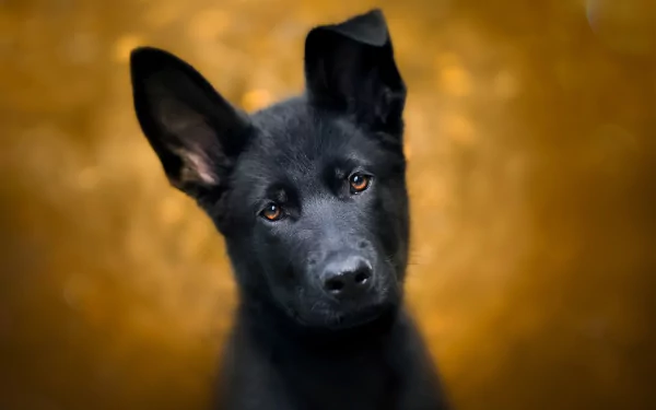 HD desktop wallpaper of a baby German Shepherd puppy staring with a focused expression, set against a warm, blurred background. The close-up highlights the puppy's dark muzzle and alert ears.