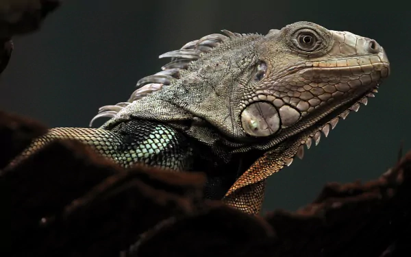 reptile lizard Animal iguana HD Desktop Wallpaper | Background Image