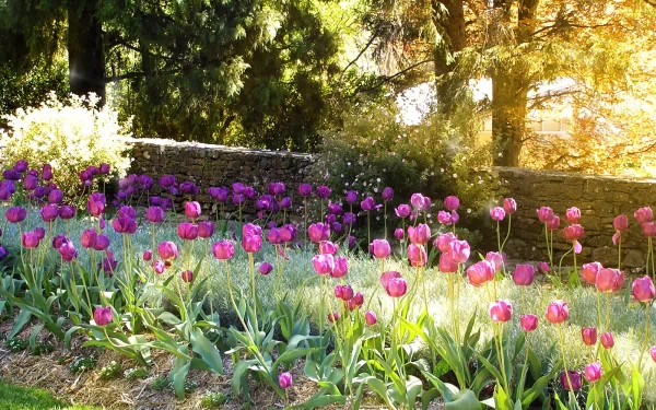 A vibrant garden scene at sunset, filled with blooming purple tulips, sparkling in the bright sun, surrounded by lush greenery and a stone wall, creating a serene nature backdrop.