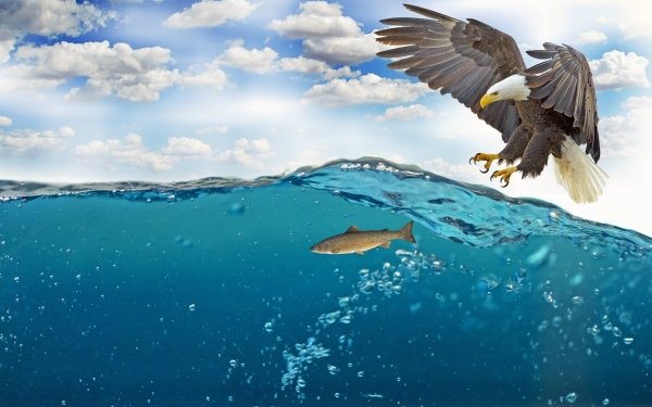 Animal Bald Eagle Birds Eagles Eagle Bird Fish Water HD Wallpaper | Background Image
