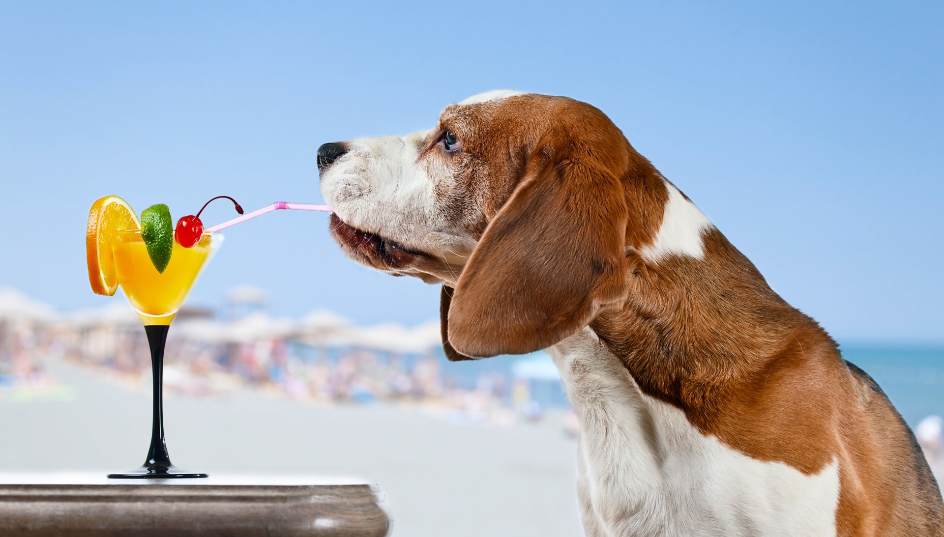 Basset hound muzzle sipping a beach cocktail through a straw, animal portrait with shallow depth of field — vibrant 5K Ultra HD desktop wallpaper/background.