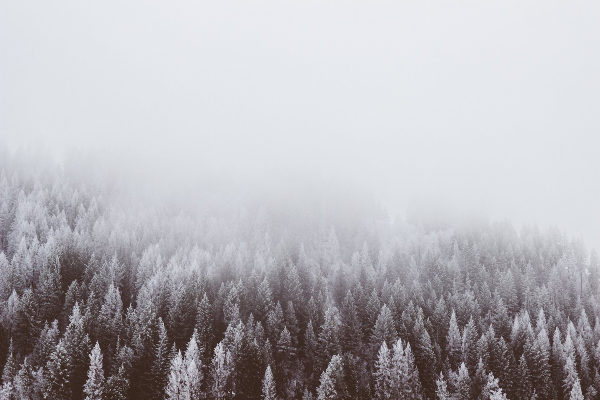 Download Winter Forest Nature Fog HD Wallpaper